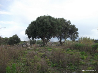 zzena-07-04-2013 08-07-01
